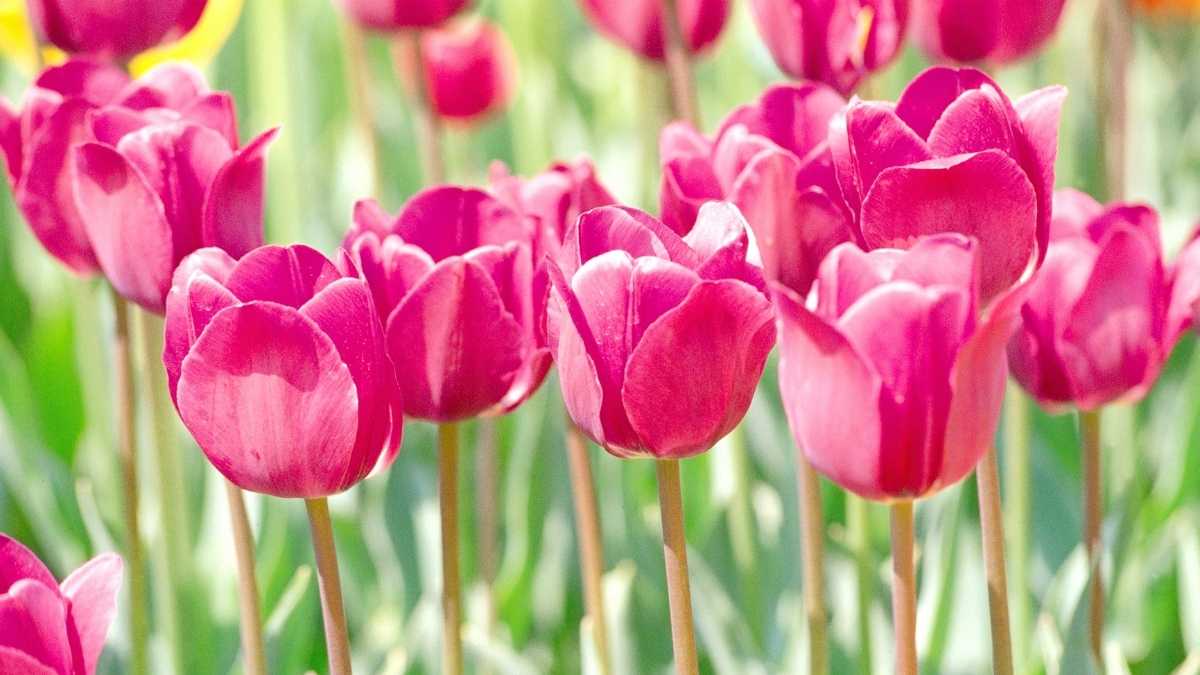 7 conseils pour éviter que vos tulipes ne s'affaissent