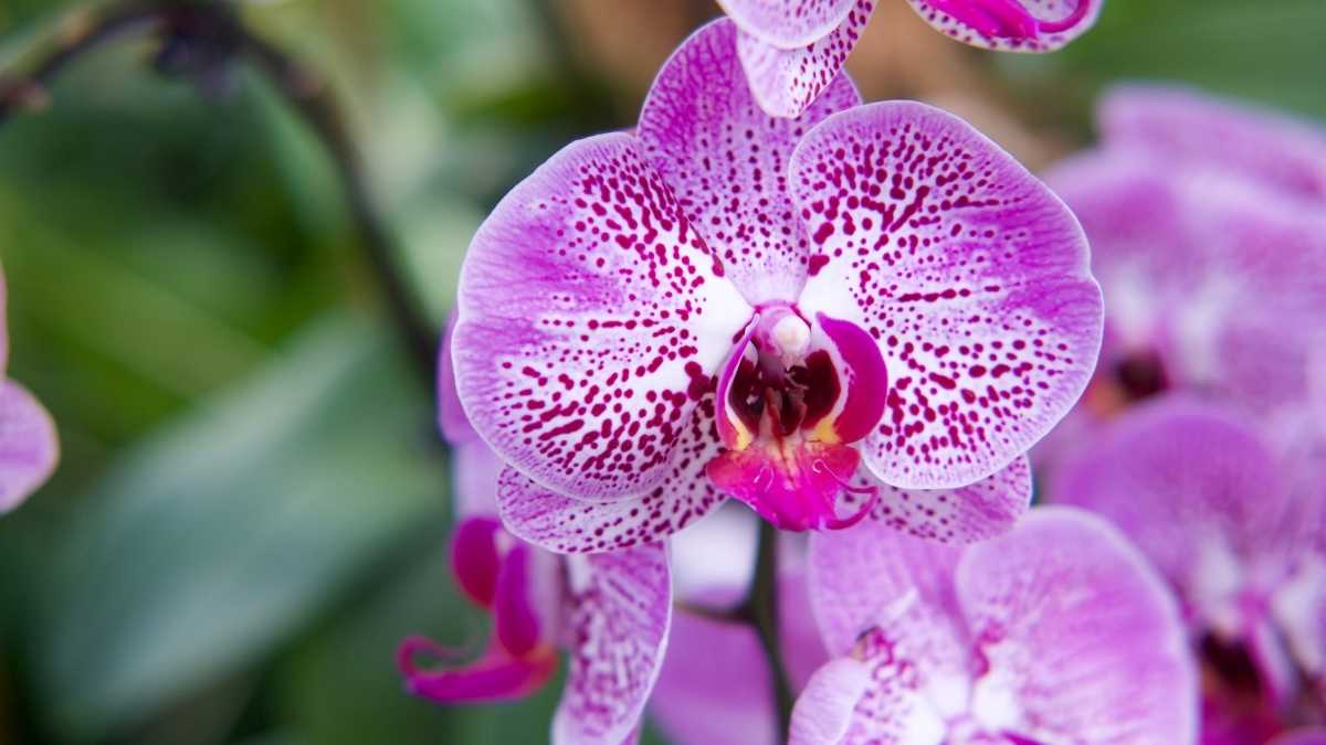 L'astuce idéale pour prendre soin de vos orchidées