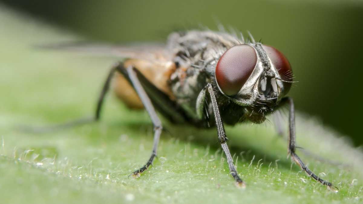 5 astuces naturelles et efficaces pour éloigner les mouches de votre maison
