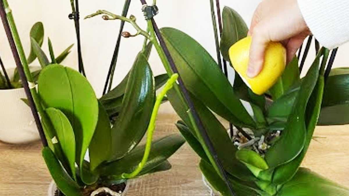 Orchidée : l'astuce des fleuristes pour une floraison abondante et des feuilles brillantes et solides