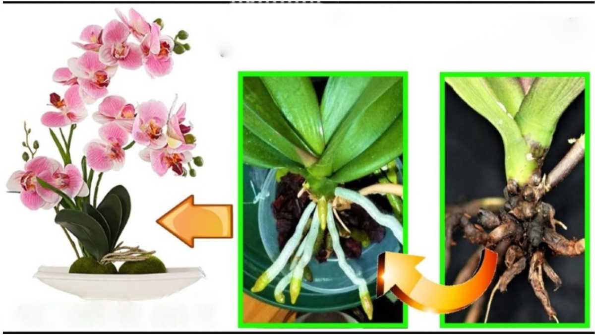 Traitez une orchidée flétrie avec une astuce simple - vous serez étonné !