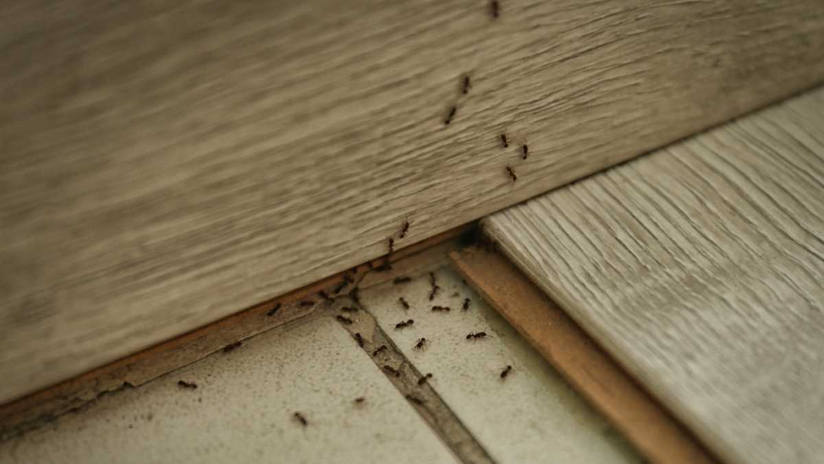 Chassez les fourmis en un rien de temps grâce à des astuces naturelles et sans pesticides !