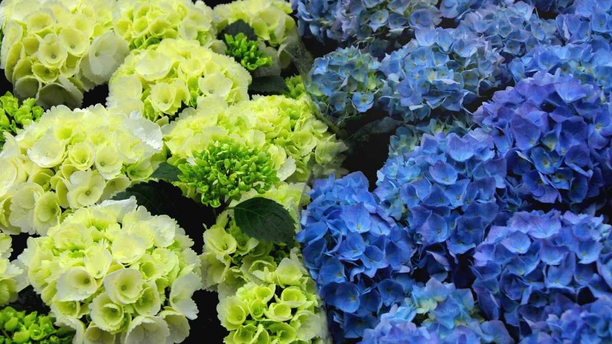 Comment rendre vos hortensias d’un bleu spectaculaire ?