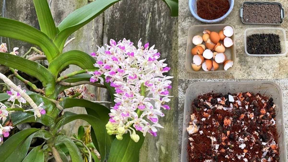Engrais pour Orchidées fait maison: super efficace pour une floraison spectaculaire !