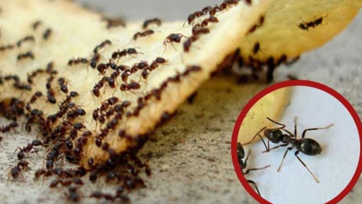 Débarrassez-vous rapidement des fourmis : 5 astuces rapides et infaillibles !