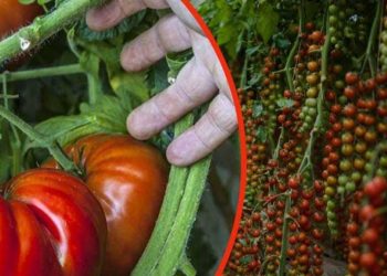 Des tomates géantes dans votre jardin : une cuillerée de cet ingrédient suffit. Les jardiniers le recommandent !