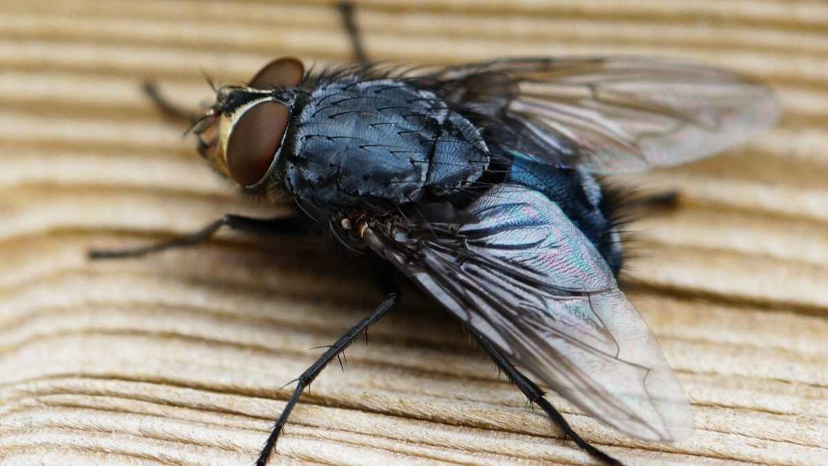 Éloigner les mouches sans insecticide : la méthode du bocal