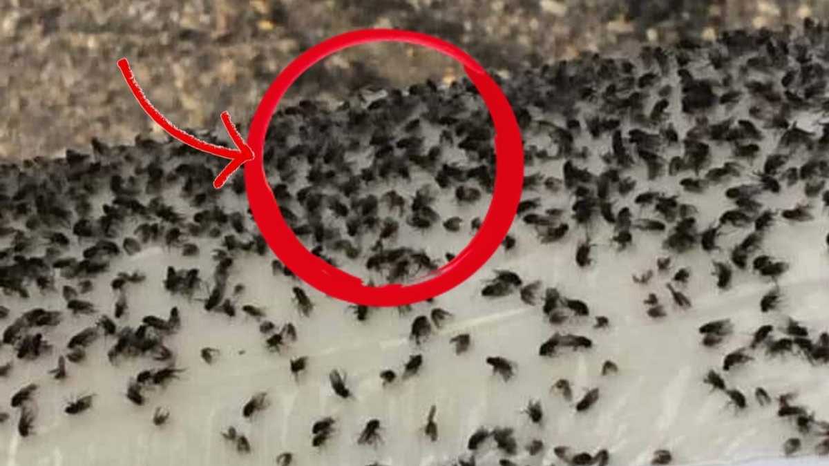Éloignez les mouches grâce à cette méthode super simple et sans produits chimiques !