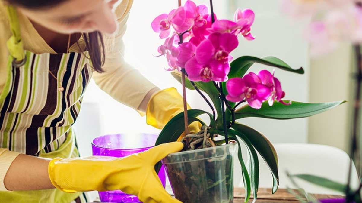 Les fleurs de votre orchidée sont fanées ? Voici ce qu'il faut faire