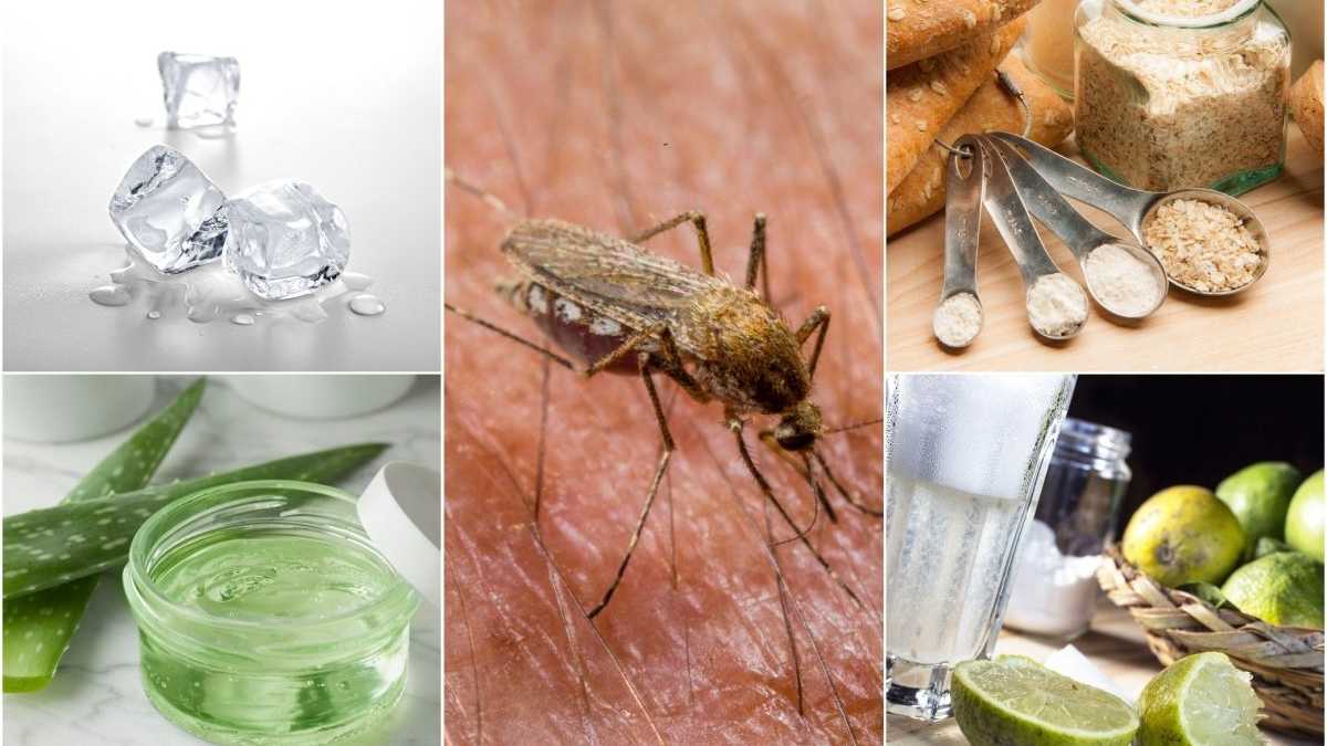 Les meilleurs remèdes naturels contre les moustiques : tous efficaces et sans produits chimiques !