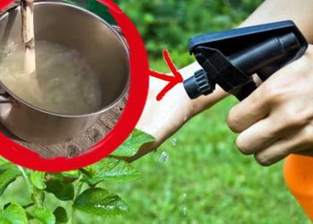 Voici comment fabriquer l'insecticide le plus efficace pour vos plantes !