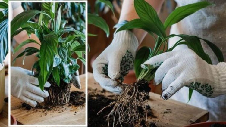 Come rinvasare facilmente le piante d'appartamento?