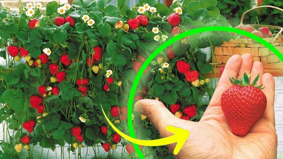 Des fraises, cultivez-les chez vous et faites-les fructifier à l'infini sans dépenser 1 euro | voilà l’astuce!