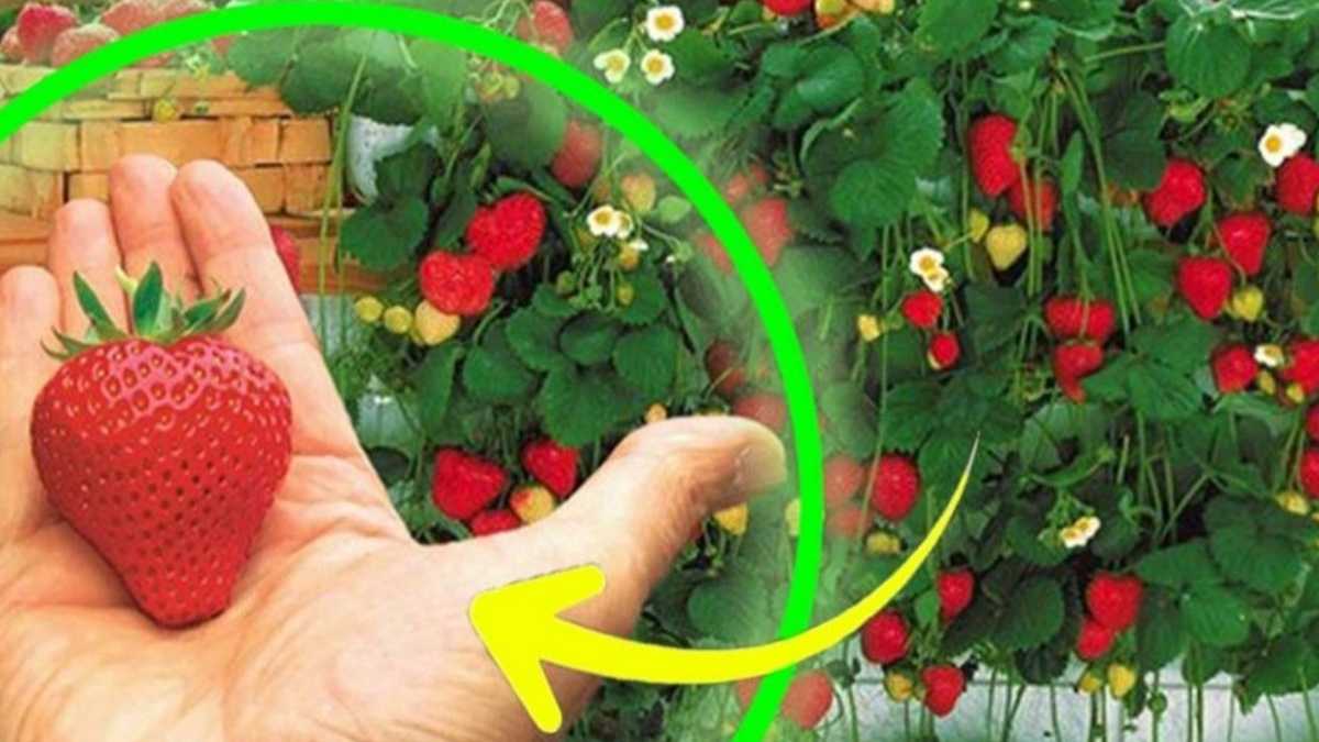 L’astuce pour cultiver ses fraises à la maison