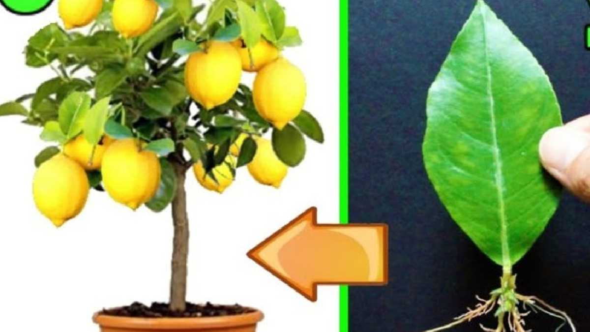 Plus jamais de graines ! L'incroyable astuce pour multiplier un plant de citron avec une feuille !