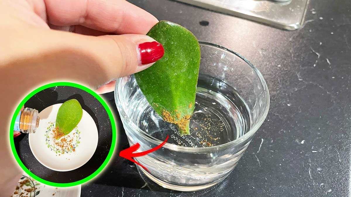 Méthode simple du verre pour donner naissance à de nouvelles plantes succulentes en peu de temps
