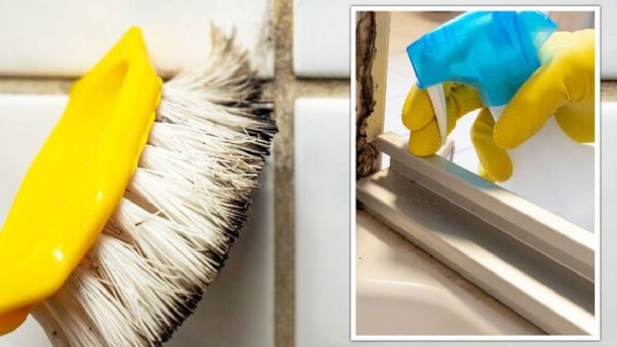 Méthodes efficaces pour se débarrasser de la moisissure dans les salles de bain