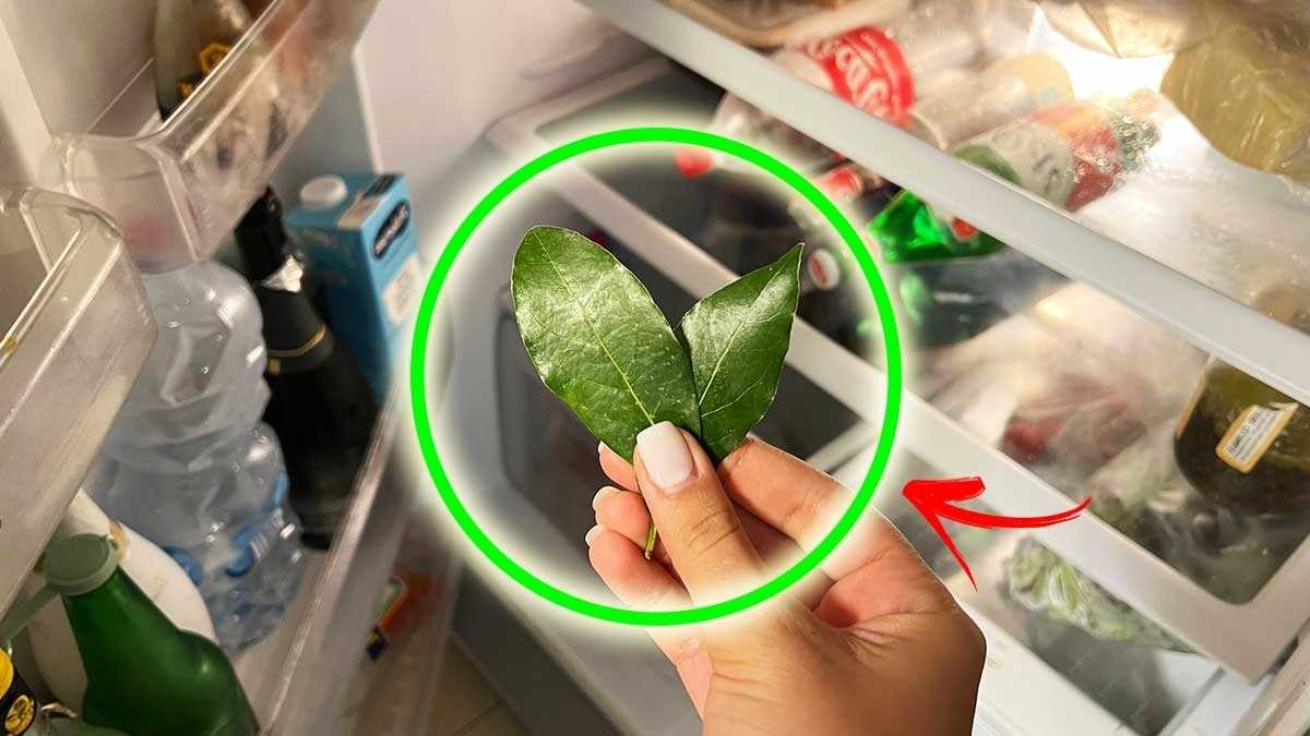 Découvrez quelques astuces à base de laurier dans votre frigo