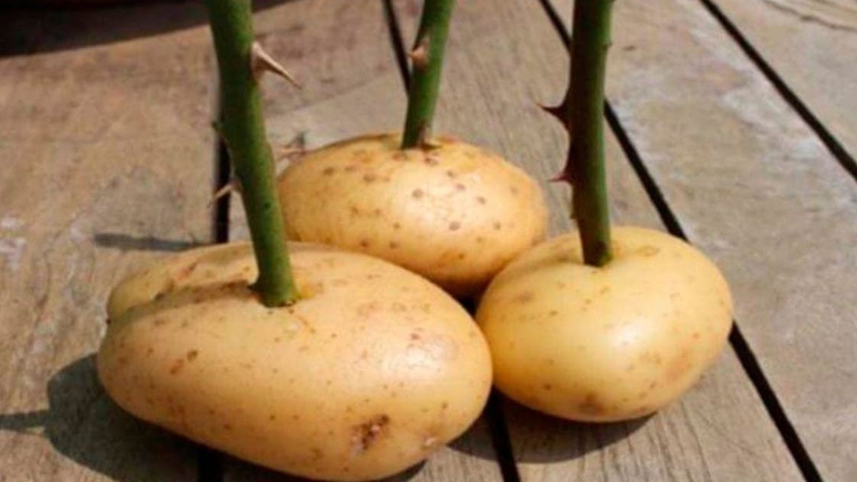 Utiliser des pommes de terre pour cultiver des roses : comment s’y prendre ?