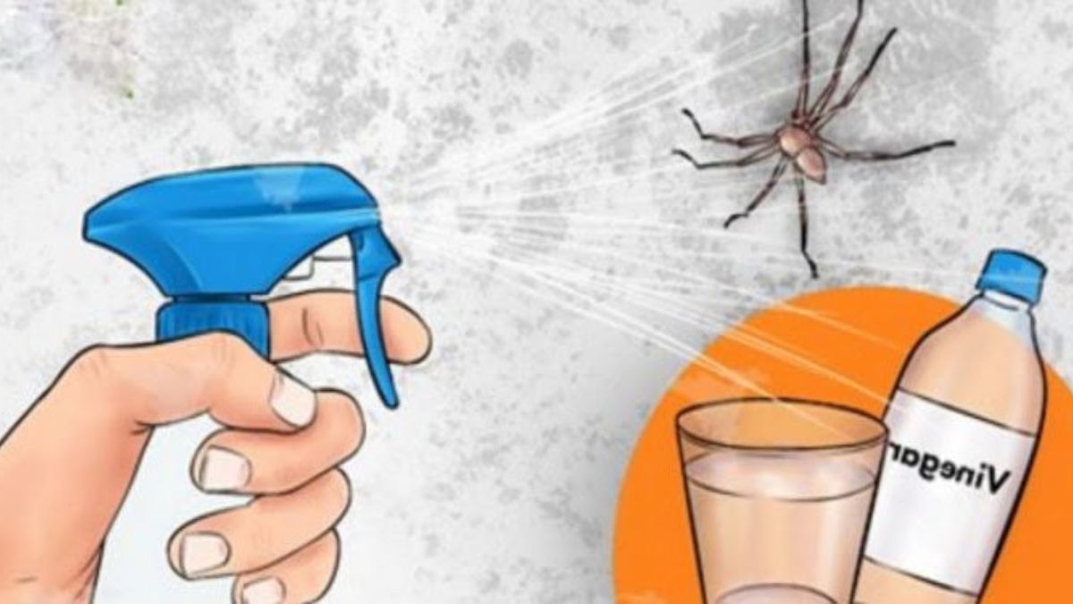 Astuces naturelles pour ne plus avoir d’araignées dans les pièces de votre maison