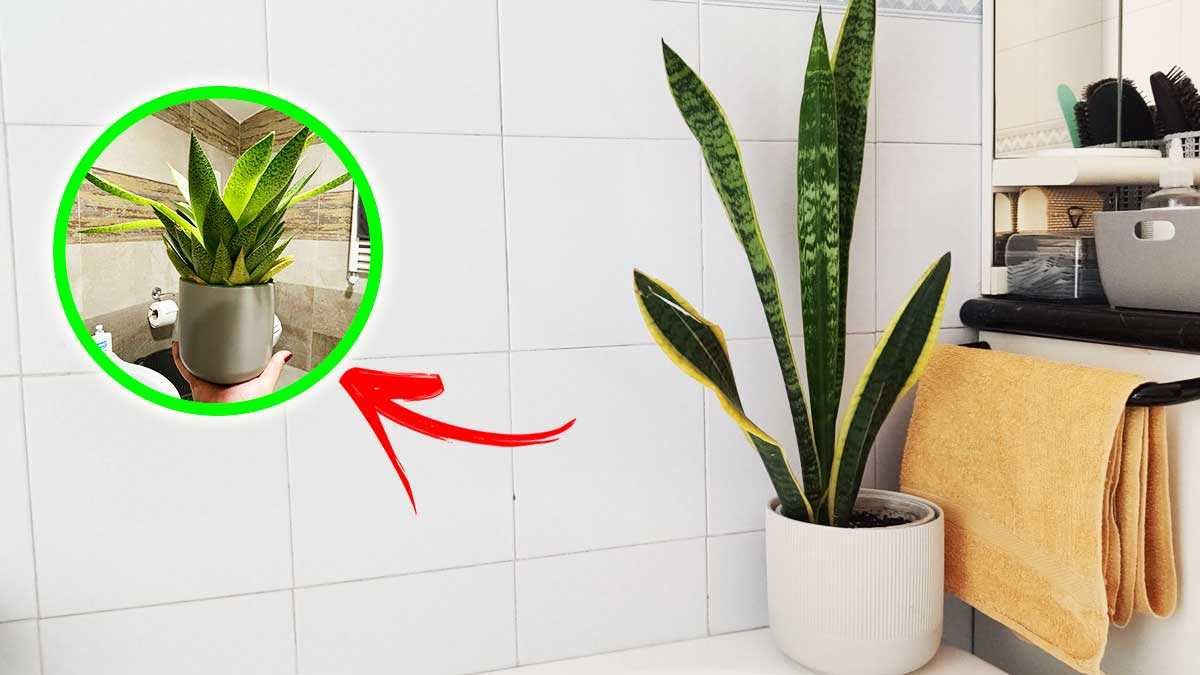 Ces 6+1 plantes embelliront votre salle de bain et préviendront la moisissure