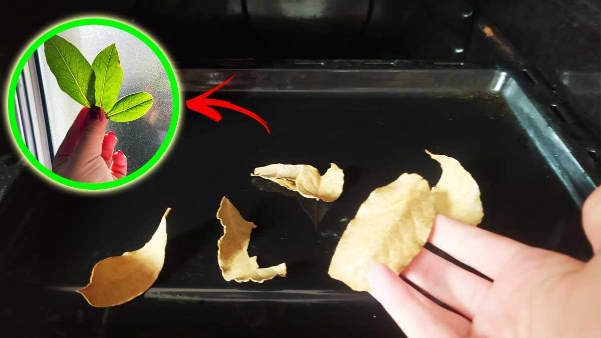 Comment utiliser les feuilles de laurier au four pour éliminer les mauvaises odeurs ?