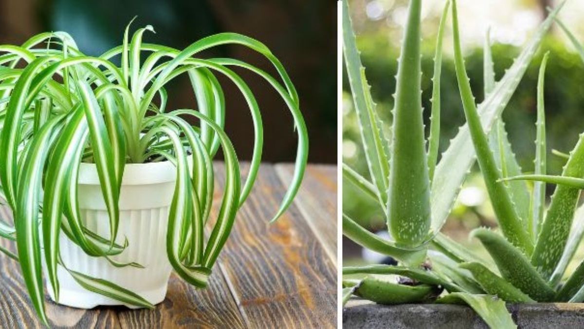 Des plantes adéquates pour décorer votre intérieur et le purifier
