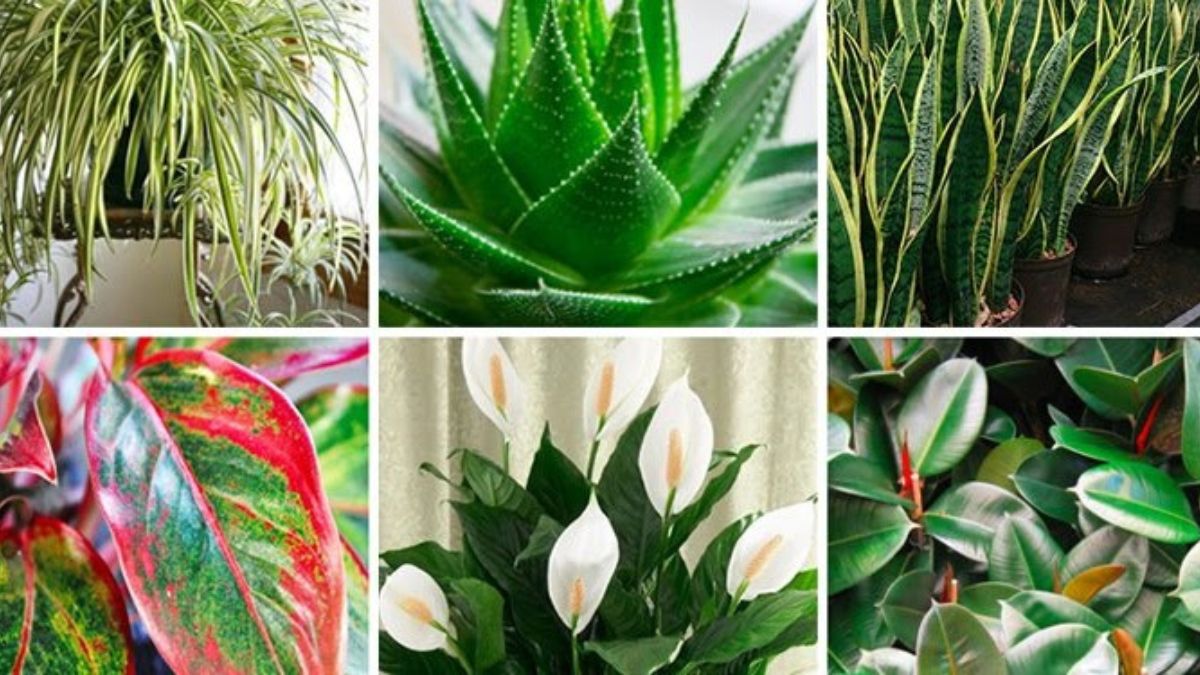 Des plantes qui peuvent purifier l’air de votre intérieur