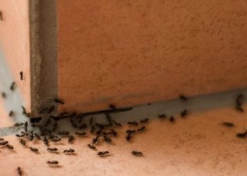 La meilleure astuce à adopter pour ne plus jamais avoir les fourmis chez soi