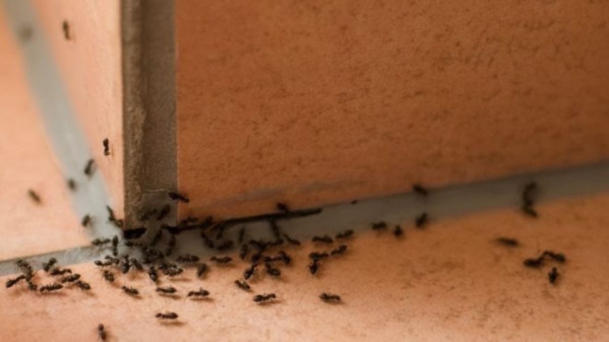 La meilleure astuce à adopter pour ne plus jamais avoir les fourmis chez soi