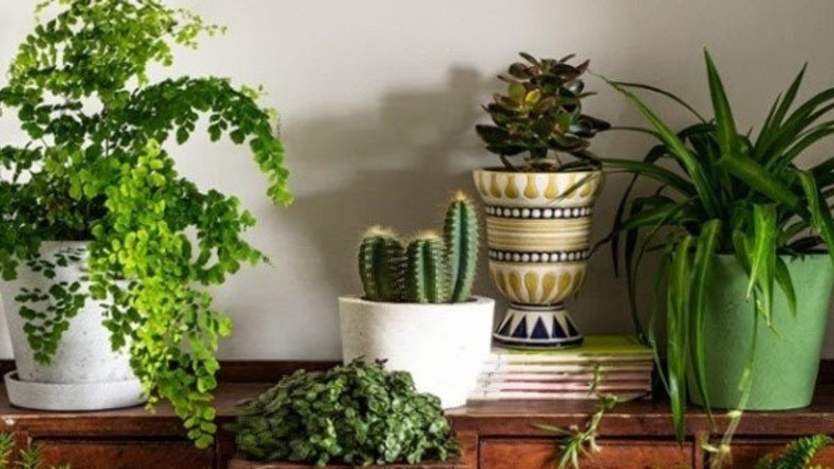 La présence des plantes dans une maison apporte la longévité aux habitants