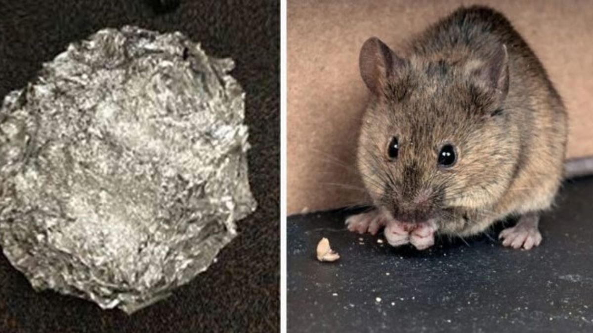 Protégez vos locaux de l’invasion des rats et des souris avec du bicarbonate de soude