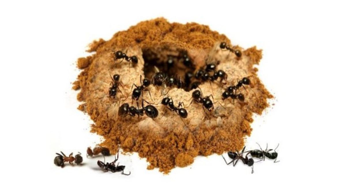 Utilisez la cannelle pour vous débarrasser définitivement des fourmis