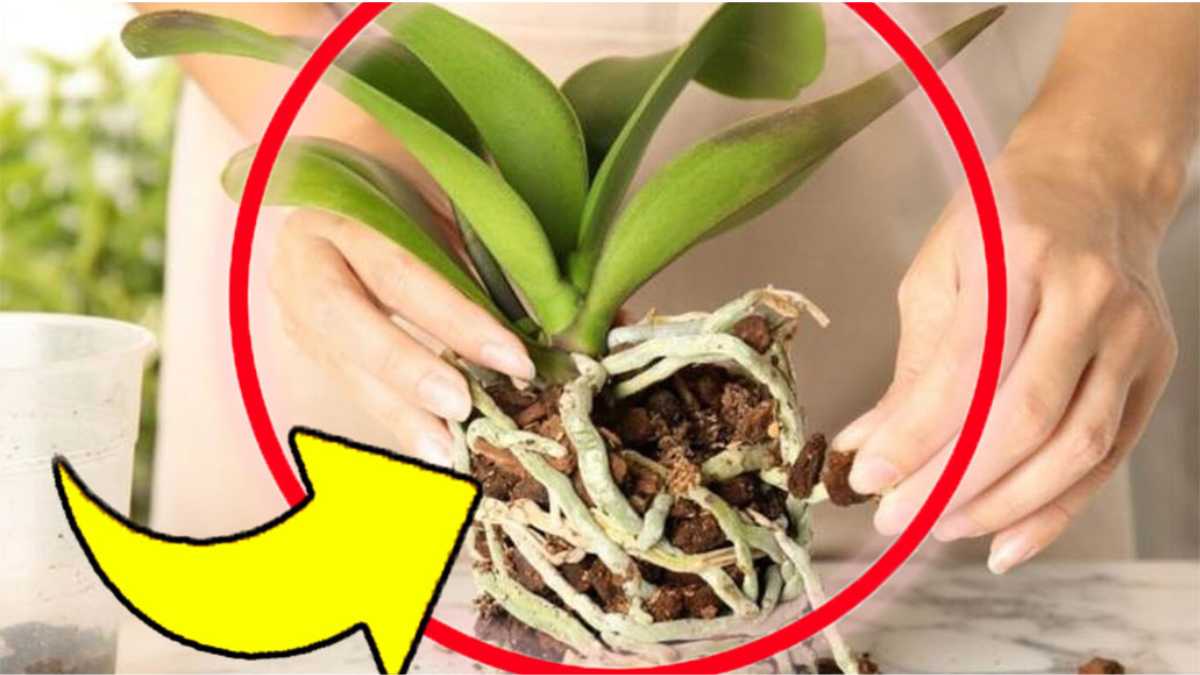 Orchidée : découvrez cette astuce de pépiniériste pour la faire pousser rapidement et sans pourrir !