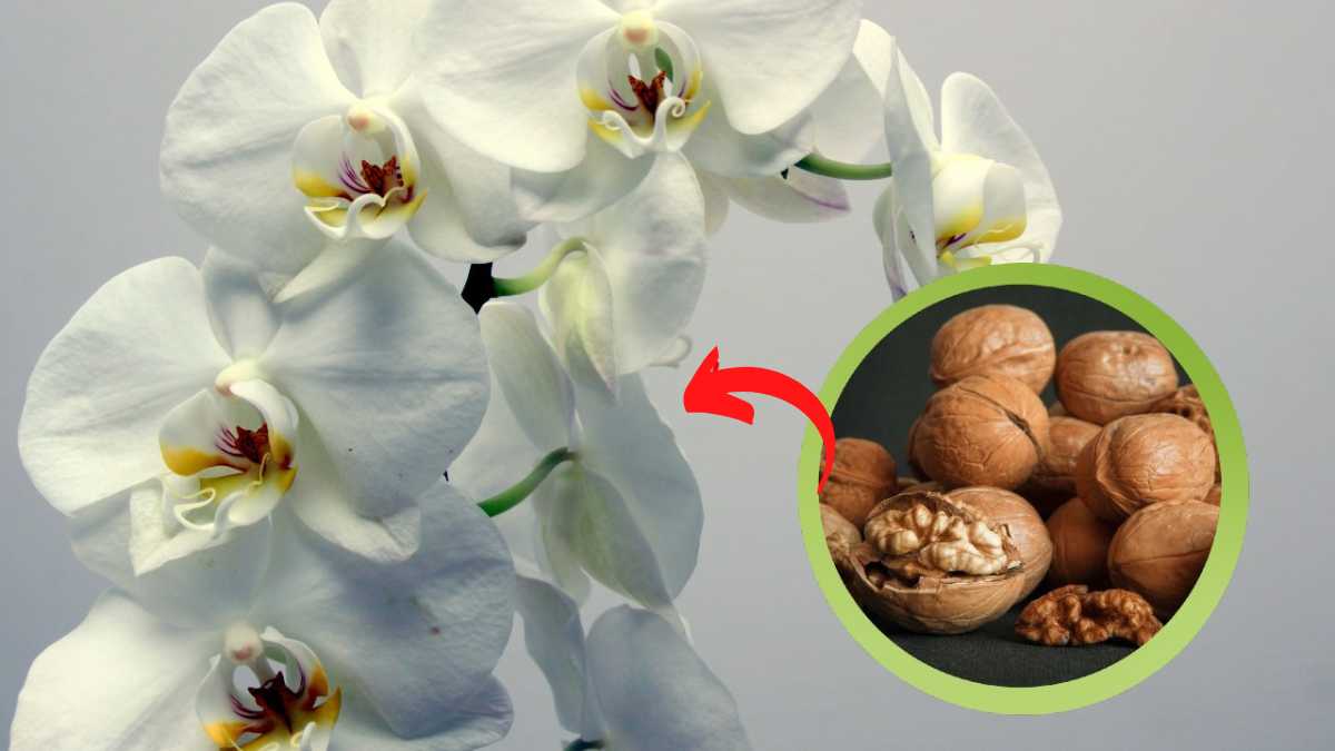 Orchidée : découvrez l'astuce de la noix pour une floraison spectaculaire