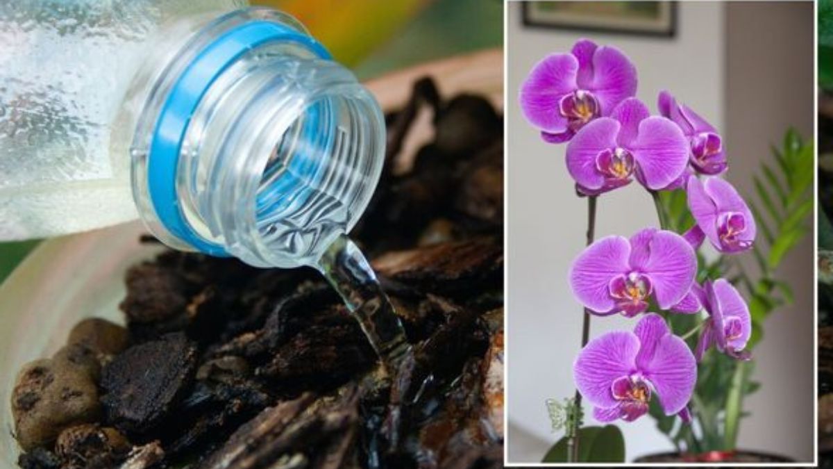 Astuce pour arroser les orchidées : une technique qui empêche les racines de pourrir