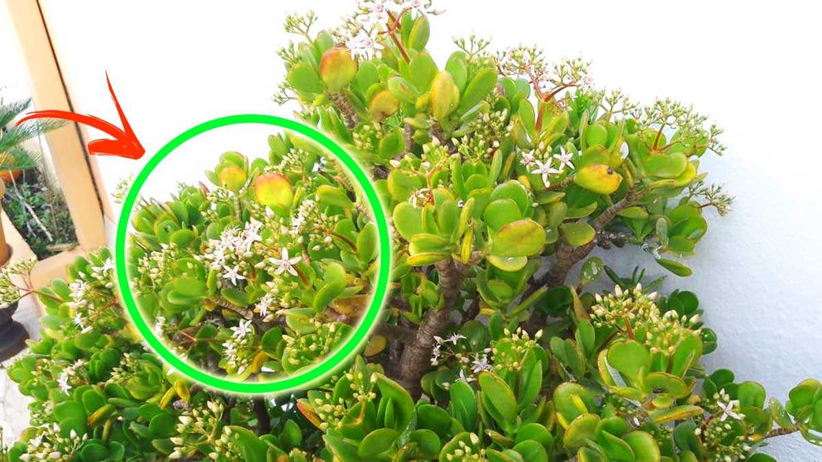 Pour avoir un bel arbre de jade en fleurs il suffit de le laisser dehors pendant la nuit