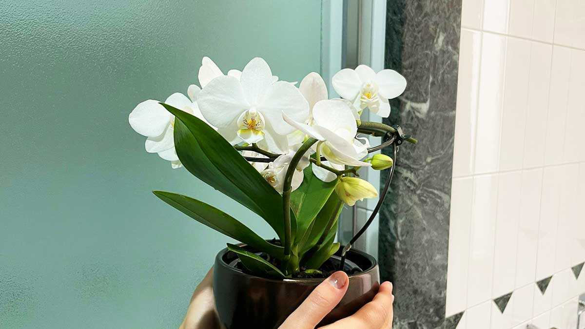Comment prendre soin de votre orchidée : Une fertilisation réussie et une floraison abondante