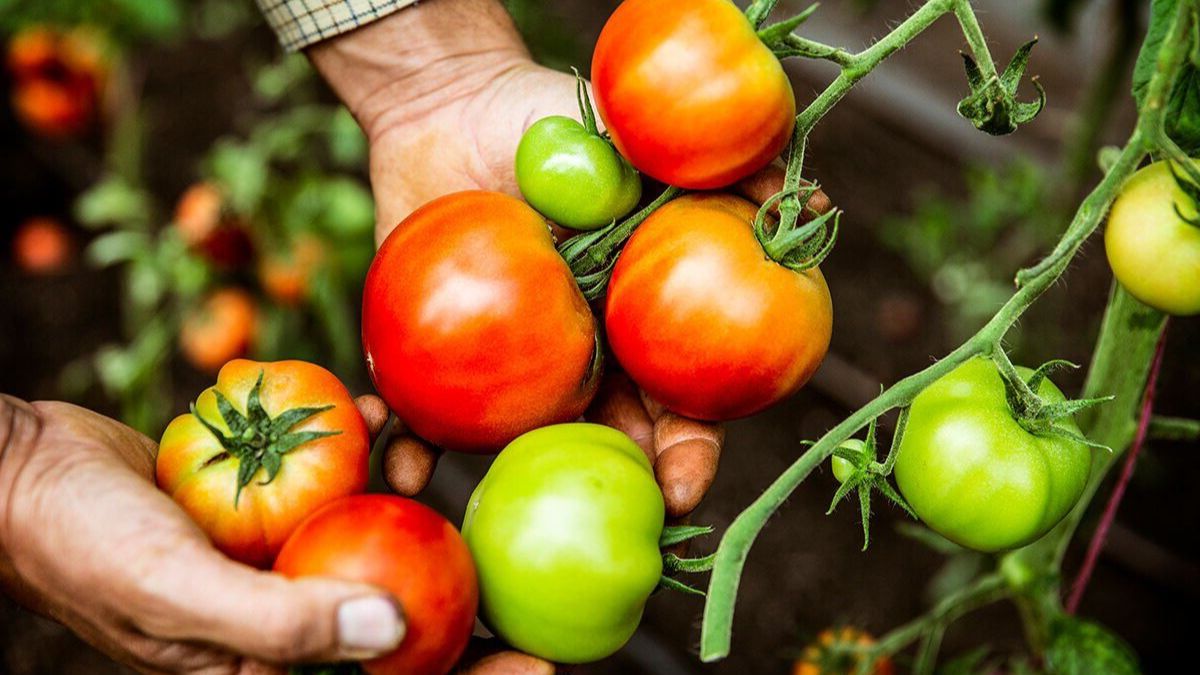 Le véritable secret pour avoir de belles grosses tomates bien juteuses