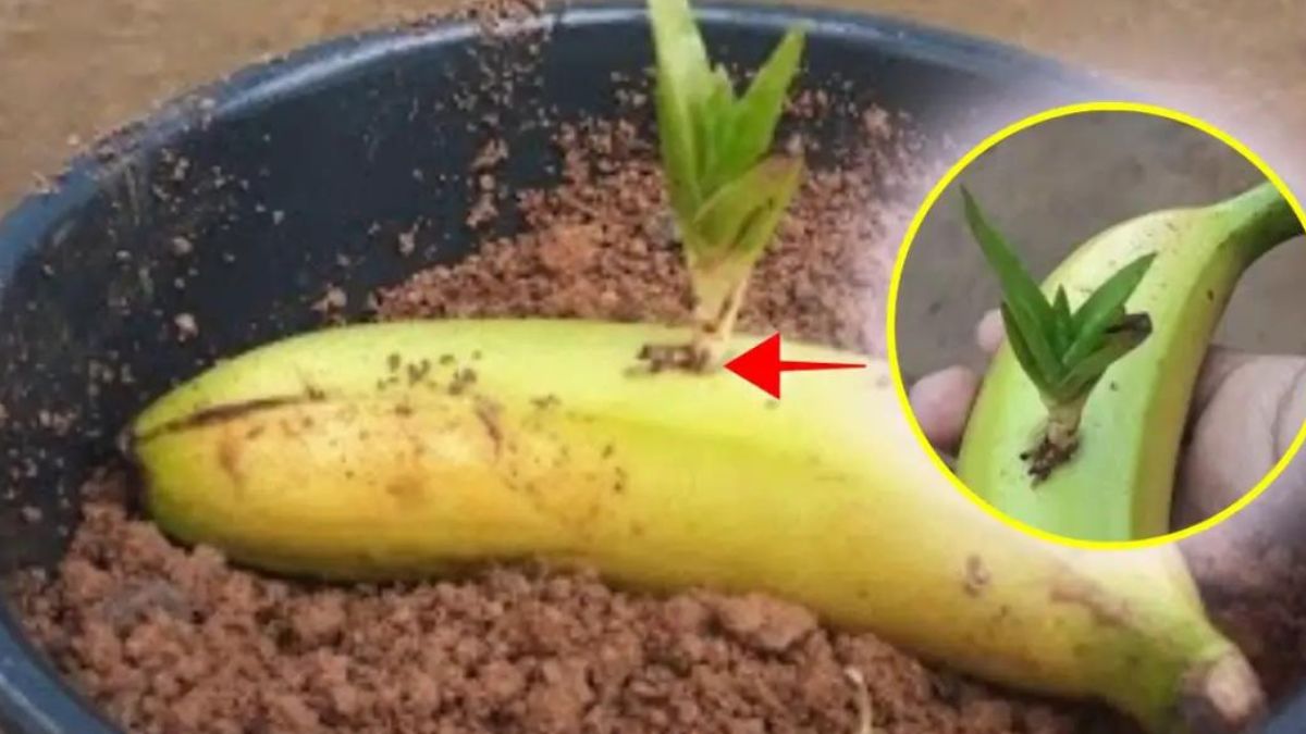 Voici pourquoi vous devrez mettre l’aloe vera dans une banane
