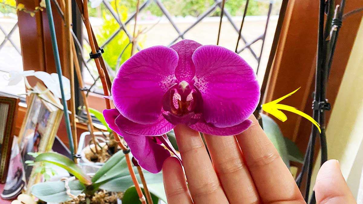 Vous avez des orchidées chez vous mais connaissez-vous leur signification selon leur couleur ?