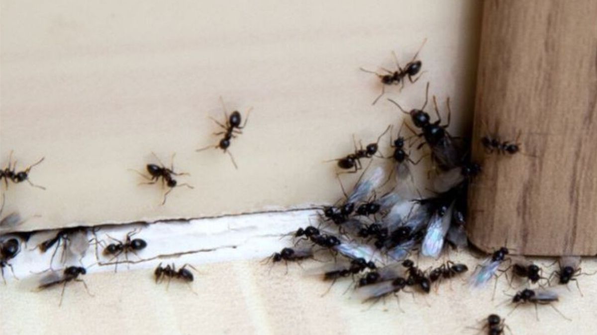 Comment éloigner les fourmis de votre habitat grâce à un produit simple et bon marché ?