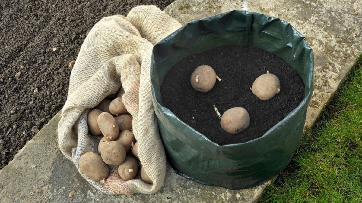 Culture des pommes de terre : les règles importantes à suivre