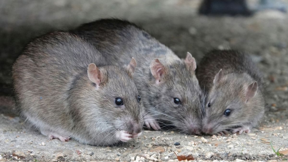 Présence de rats dans votre jardin : comment les éloigner naturellement ?