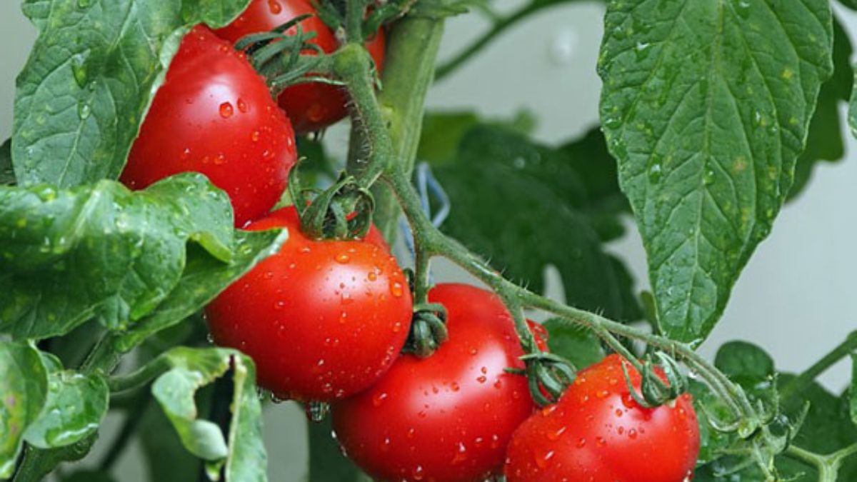 Comment faire pousser des tomates : placez 4 tranches de tomates dans le sol