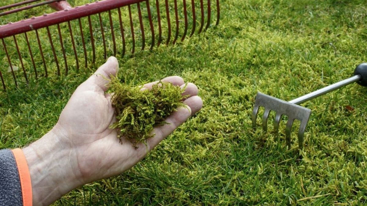 La technique ultra efficace pour éliminer toute la mousse présente sur votre pelouse