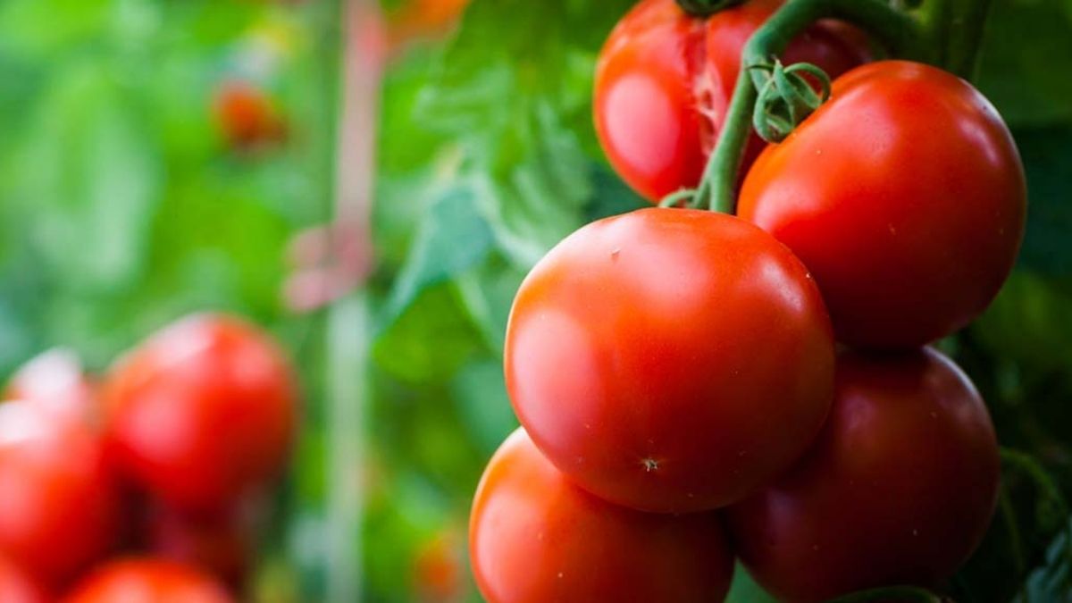 Plants de tomates : quelle est la bonne méthode pour les arroser ?