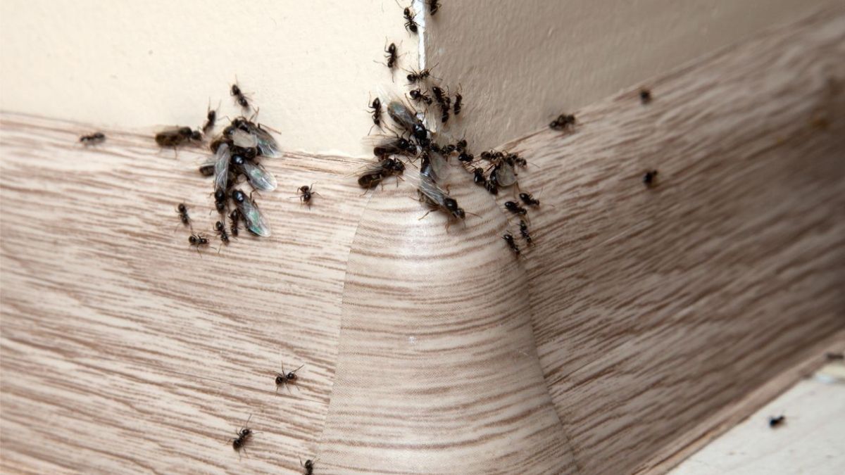 Utilisez ce produit et les fourmis fuiront à tout jamais votre maison