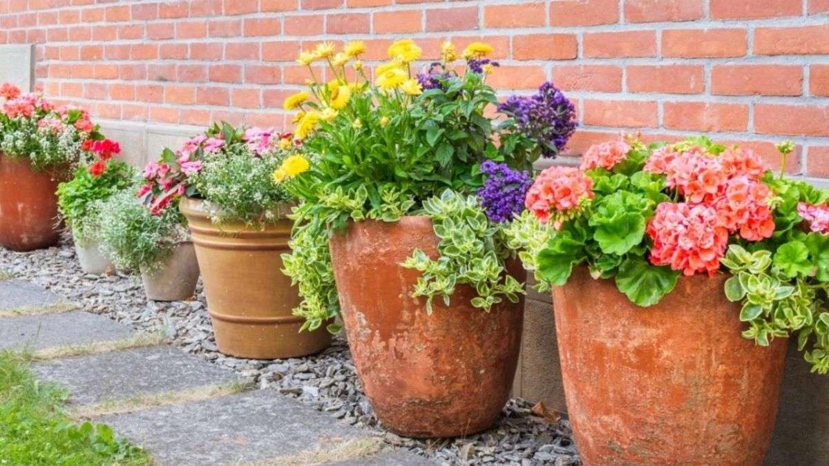 6 erreurs courantes de jardinage en conteneur à éviter