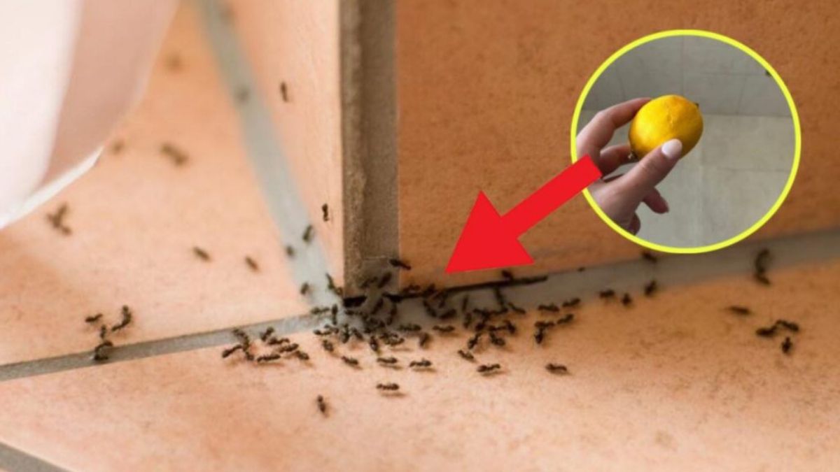 La méthode infaillible et efficace pour se débarrasser des fourmis à la maison